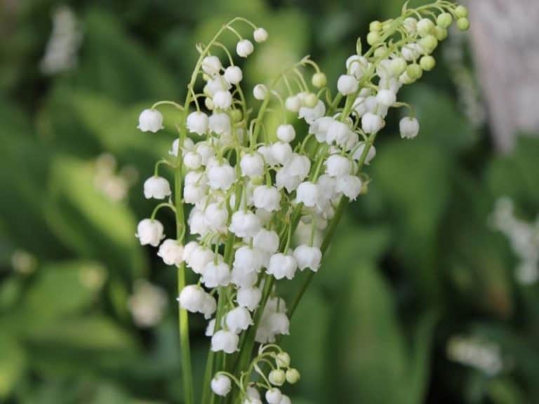 When To Plant Lily of the Valley Planting Guide 2023 Northern Nester