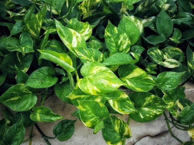 Golden Pothos vs Hawaiian Pothos What’s the Difference? Northern Nester