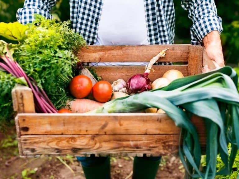 Learn About Growing Food In Your Backyard - Northern Nester