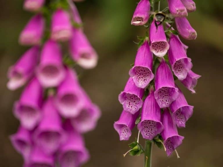 When Do Foxgloves Bloom - Garden Tips 2023 - Northern Nester
