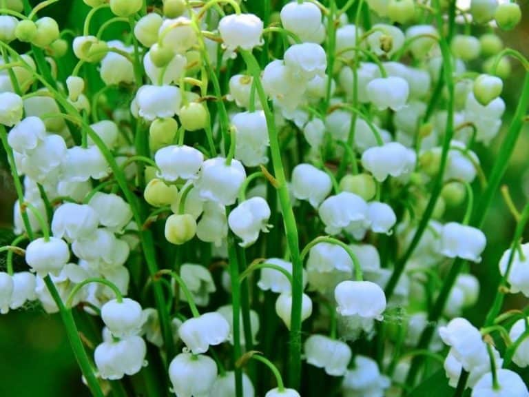 When To Plant Lily of the Valley Planting Guide 2023 Northern Nester