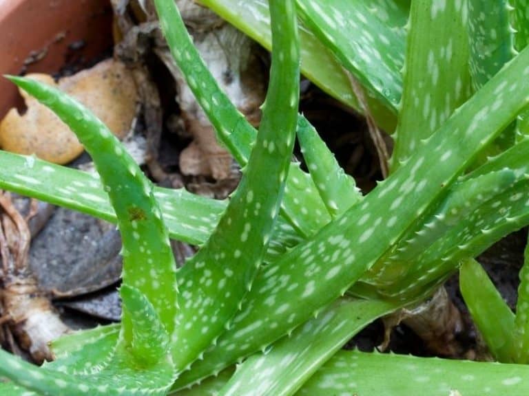 How to Save Overwatered Aloe Plant - Garden Tips 2024 - Northern Nester