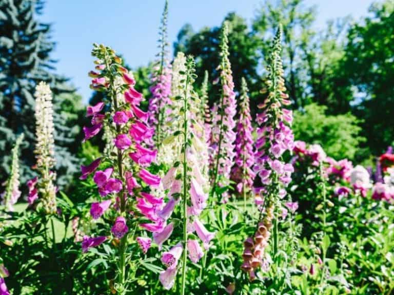 When Do Foxgloves Bloom - Garden Tips 2023 - Northern Nester