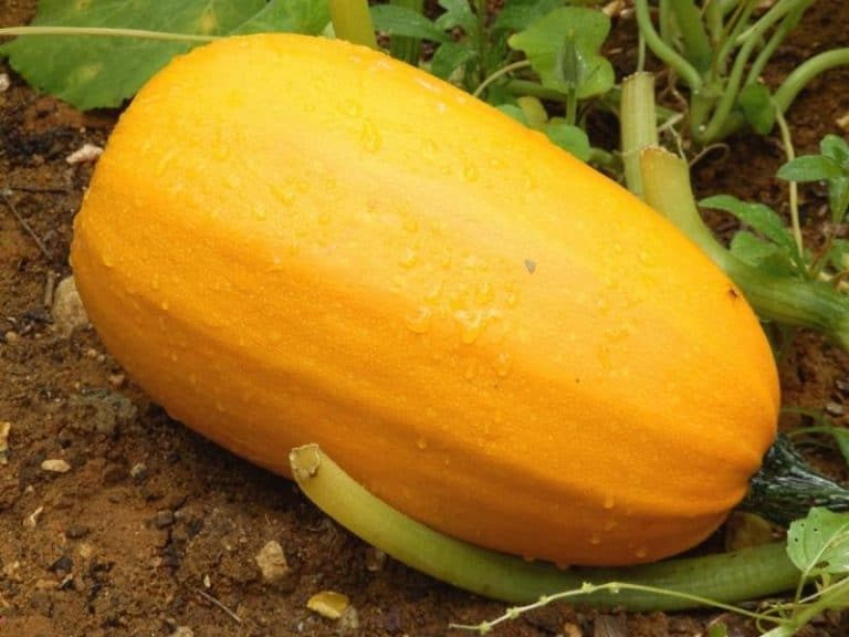 When To Plant Spaghetti Squash Planting Guide 2023 Northern Nester