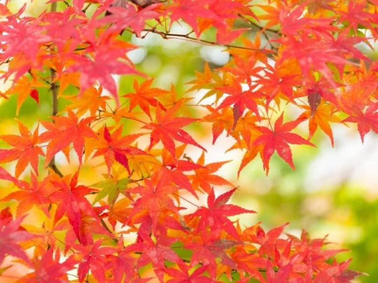 When to Plant Japanese Maple - Planting Guide 2023 - Northern Nester