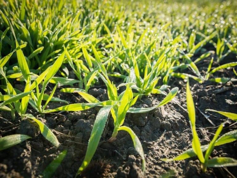 When To Plant Winter Wheat - Planting Guide 2024 - Northern Nester