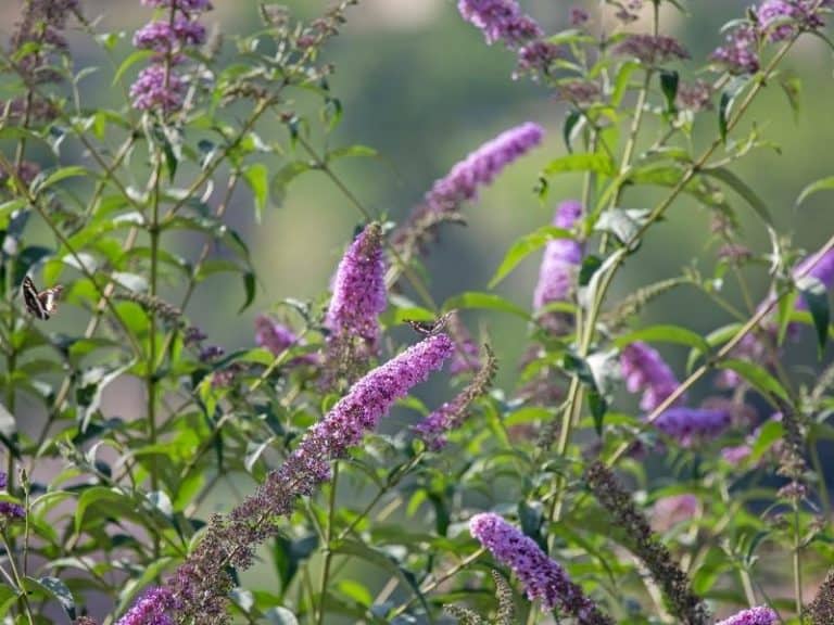 When To Plant Butterfly Bush Planting Guide 2022 Northern Nester