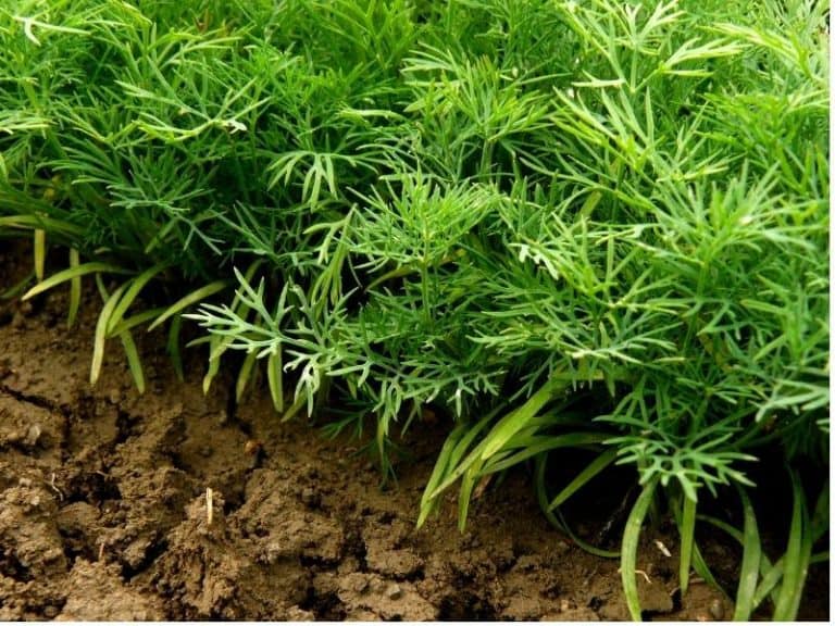 When To Plant Dill - Planting Guide 2023 - Northern Nester