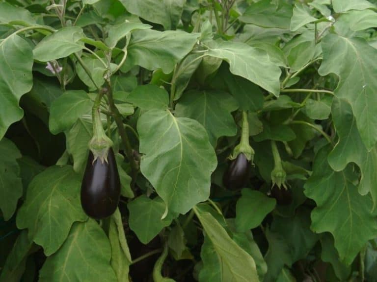 When to Plant Eggplant Planting Guide 2024 Northern Nester