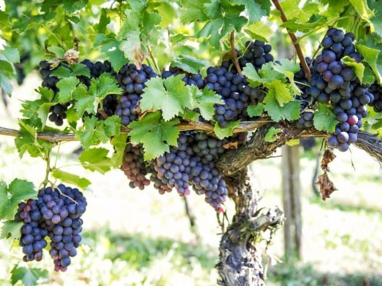 When to Plant Grapes Planting Guide 2024 Northern Nester