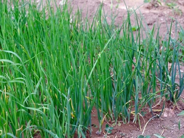 When to Plant Green Onions Planting Guide 2023 Northern Nester