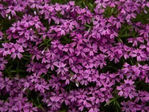 When to Plant Creeping phlox - Planting Guide 2023 - Northern Nester