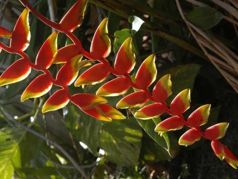 Plants that Repel Snakes Natural Snake Repellent Northern Nester