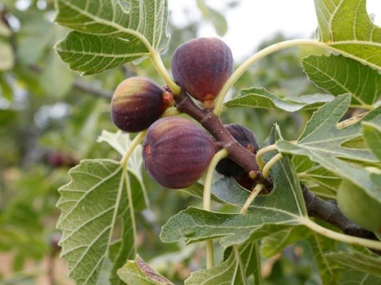 When To Plant Fig Trees Planting Guide 2024 Northern Nester