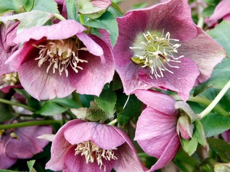 When to Plant Hellebores - Planting Guide 2024 - Northern Nester