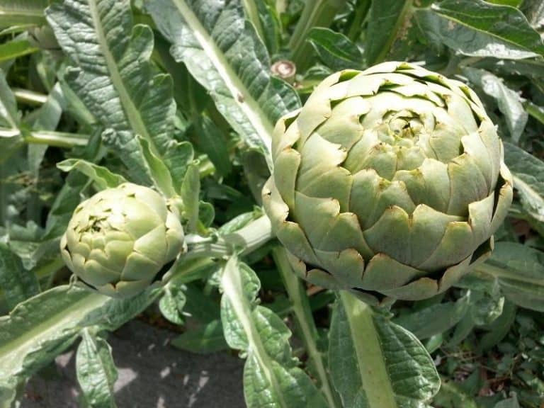 When to Plant Artichokes Planting Guide 2024 Northern Nester
