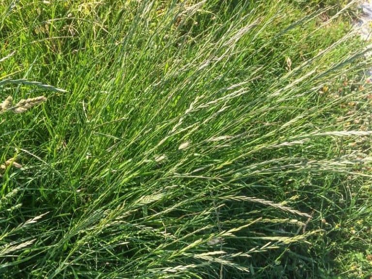 When to Plant Winter Rye - Planting Guide 2023 - Northern Nester