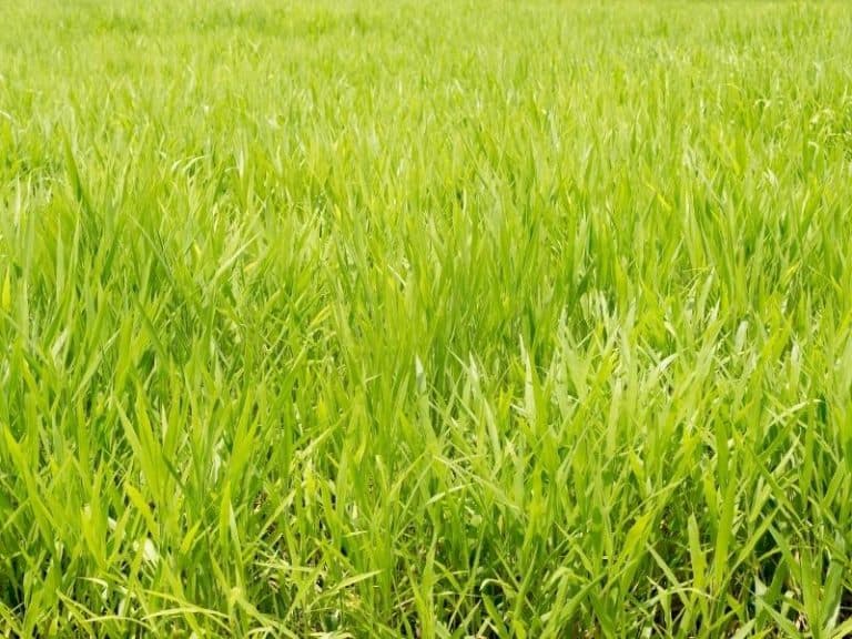 When To Plant Rye Grass Planting Guide 2024 Northern Nester