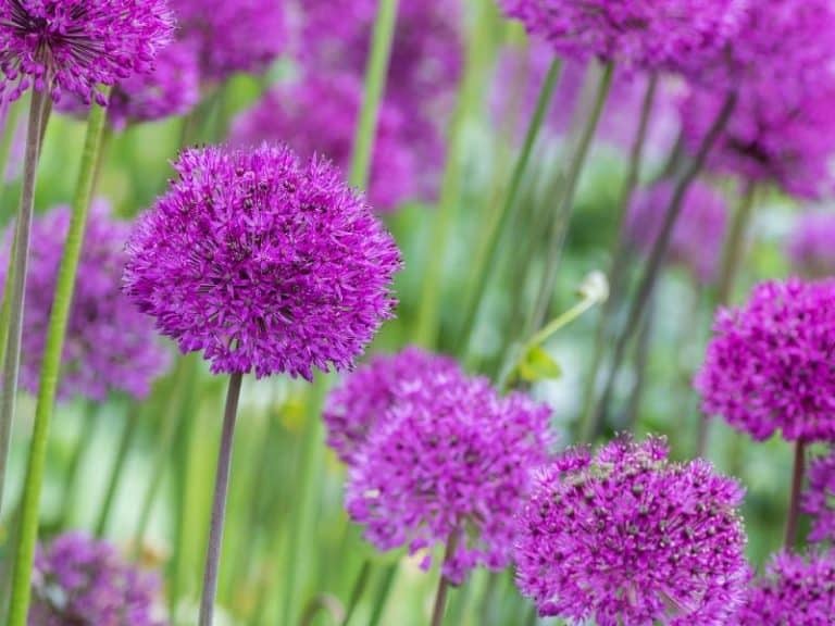 When To Plant Alliums - Planting Guide 2023 - Northern Nester