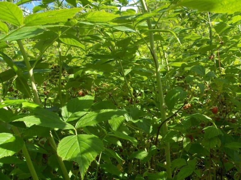 When to Plant Raspberry Bushes Planting Guide 2023 Northern Nester