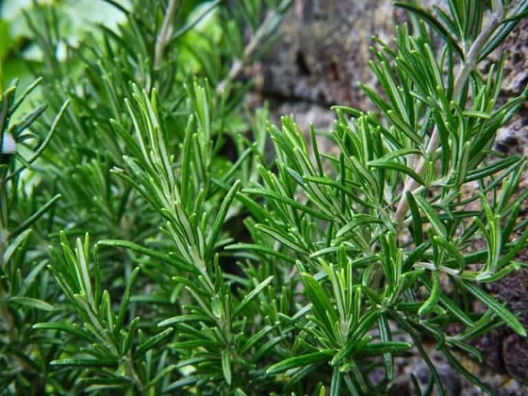 When to Plant Rosemary Planting Guide 2023 Northern Nester