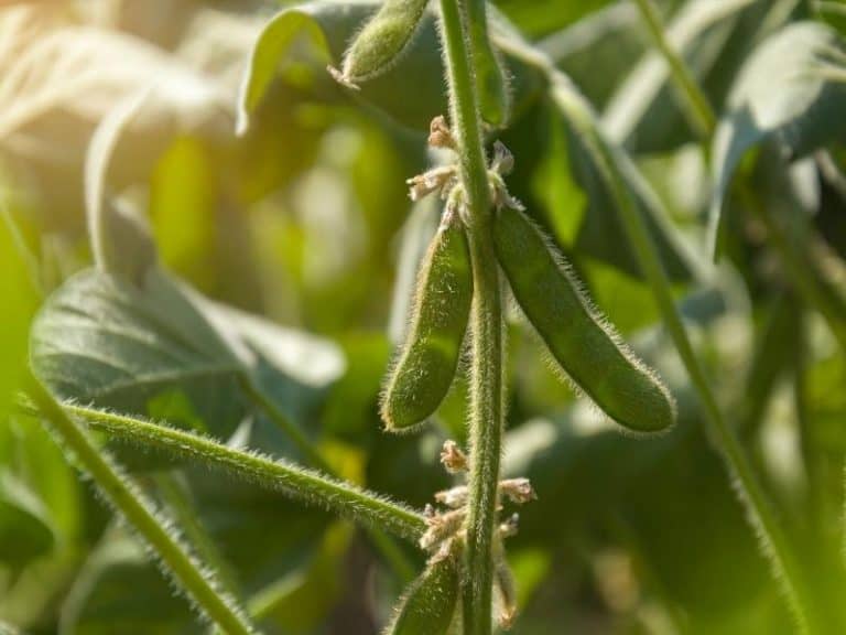 When to Plant Soybeans - Planting Guide 2024 - Northern Nester