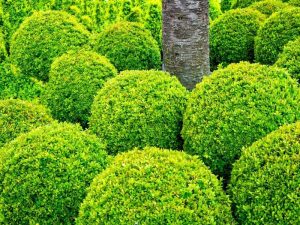 When to Plant Boxwoods - Planting Guide 2024 - Northern Nester