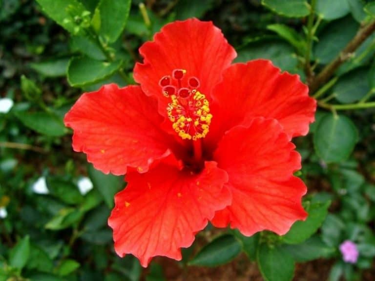 When to Plant Hibiscus Planting Guide 2024 Northern Nester