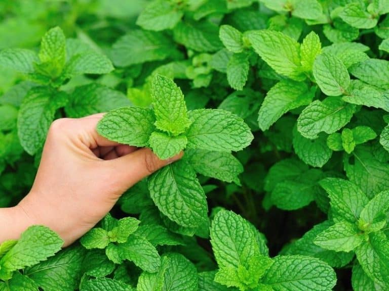 When To Harvest Mint - Gardening Tips 2023 - Northern Nester