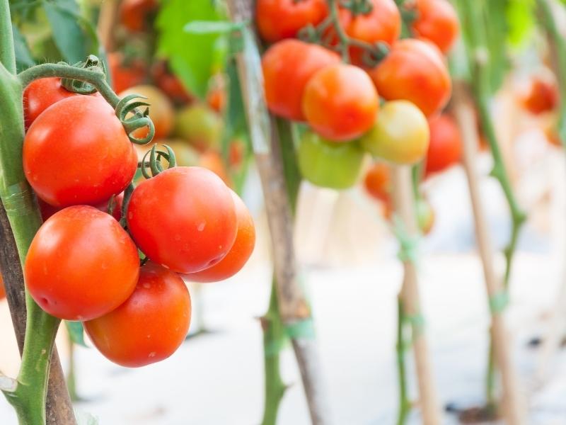 How to Overwinter Your Tomato Plants