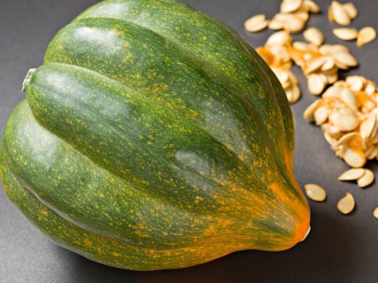 When to Plant Acorn Squash Planting Guide 2023 Northern Nester