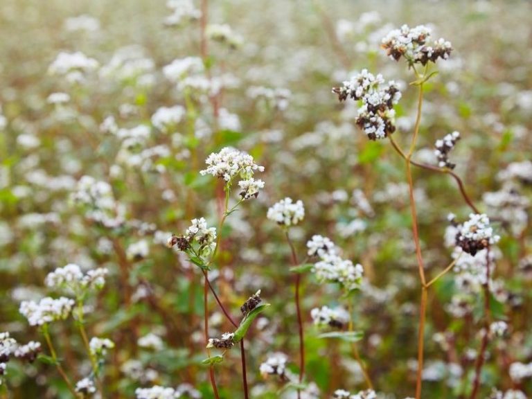 When to Plant Buckwheat - Planting Guide 2024 - Northern Nester