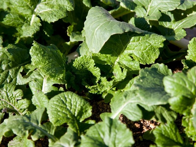 When to Plant Turnip Greens Planting Guide 2023 Northern Nester