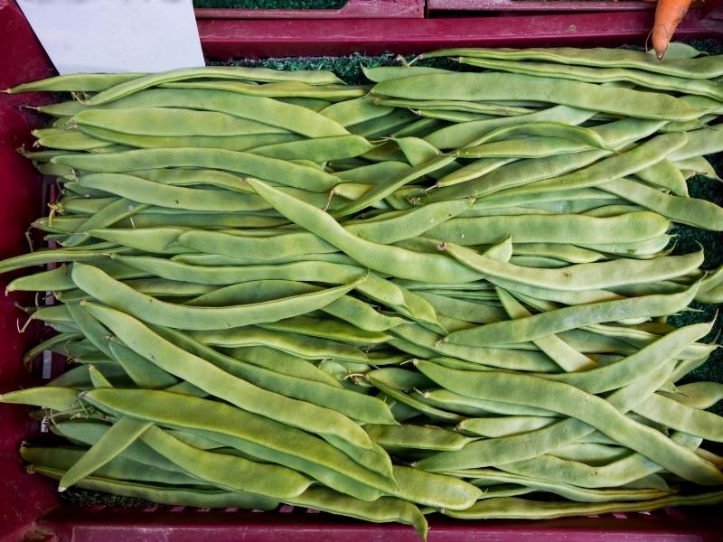 when-to-harvest-snap-peas-gardening-tips-2023-northern-nester