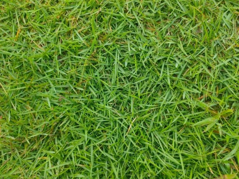 When to Plant Zoysia Grass - Planting Guide 2024 - Northern Nester