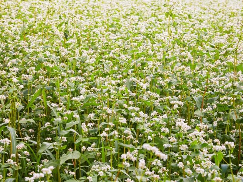 When to Plant Buckwheat - Planting Guide 2024 - Northern Nester