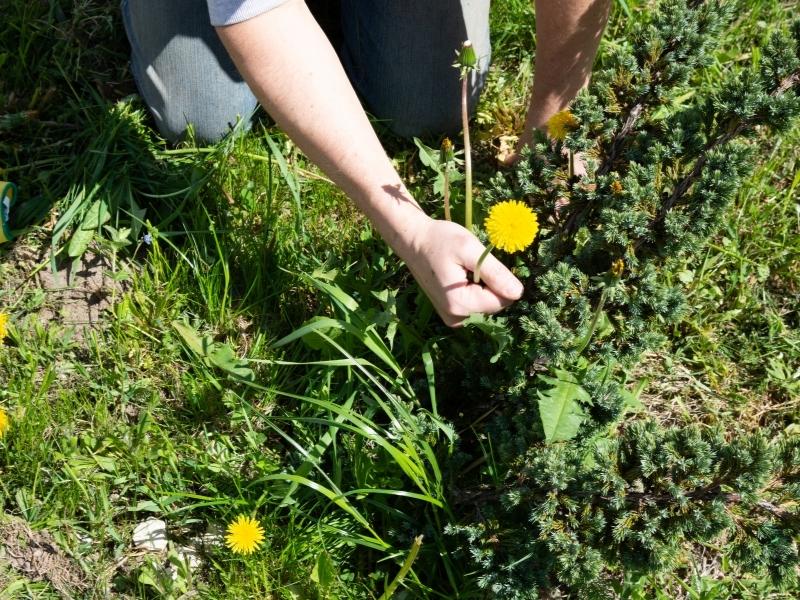 Kill Weeds With Vinegar Garden Tips 2024 Northern Nester 