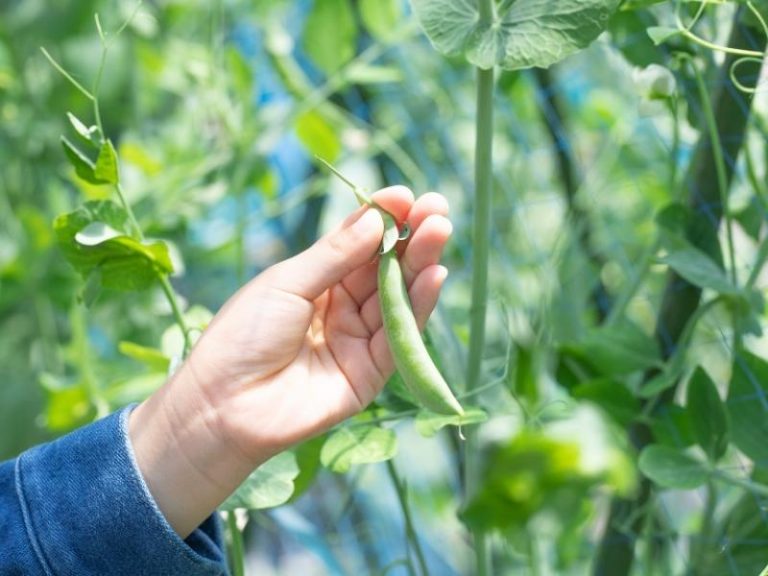 When To Harvest Snap Peas Gardening Tips 2023 Northern Nester