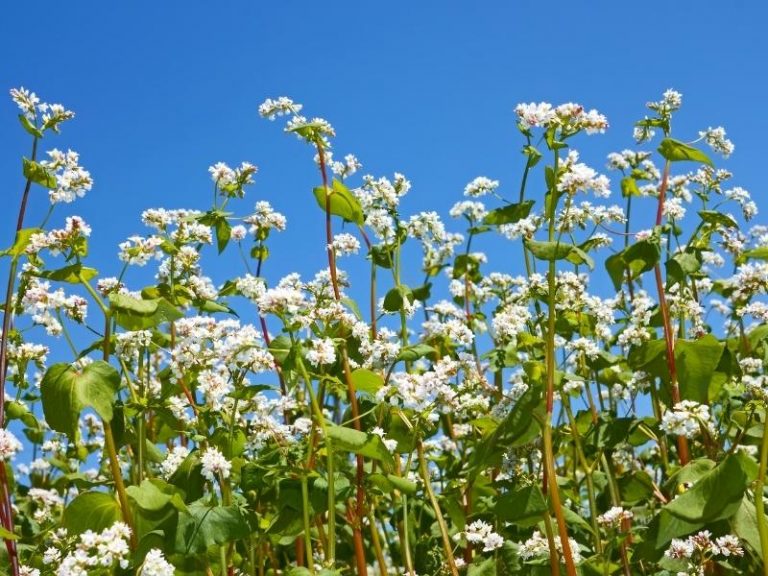 When to Plant Buckwheat - Planting Guide 2024 - Northern Nester