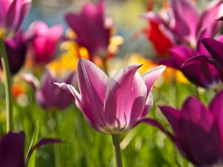 When to Plant Spring Flowers Planting Guide 2023 Northern Nester