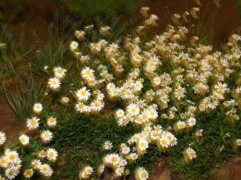 When to Plant Daisies Planting Guide 2024 Northern Nester