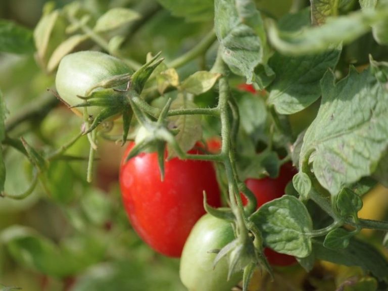 When To Plant Cherry Tomatoes - Planting Guide 2023 - Northern Nester