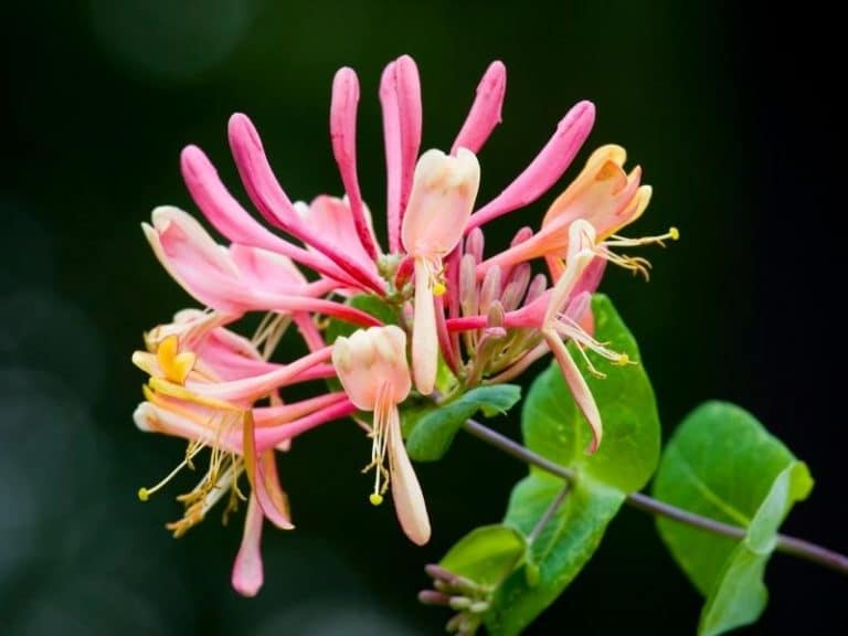 When to Plant Honeysuckle Planting Guide 2023 Northern Nester