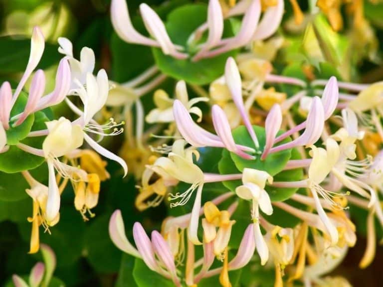When to Plant Honeysuckle Planting Guide 2023 Northern Nester