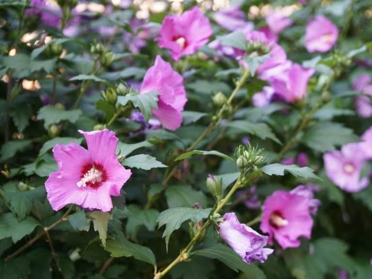 When to Plant Rose of Sharon Planting Guide 2024 Northern Nester