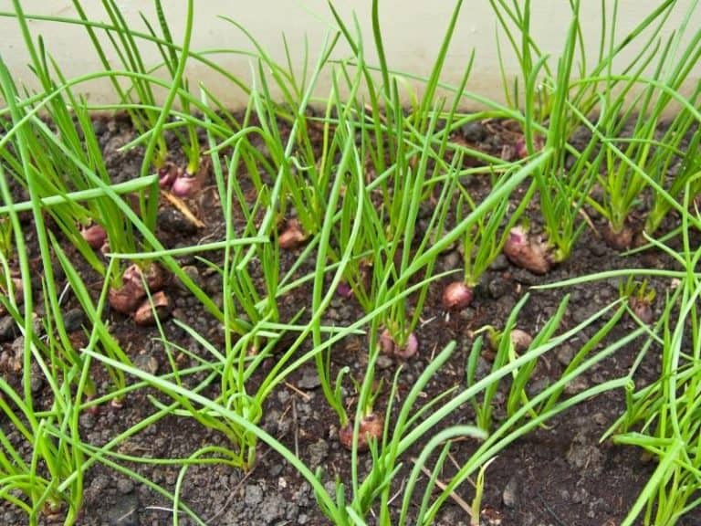 When to Plant Shallots Planting Guide 2024 Northern Nester