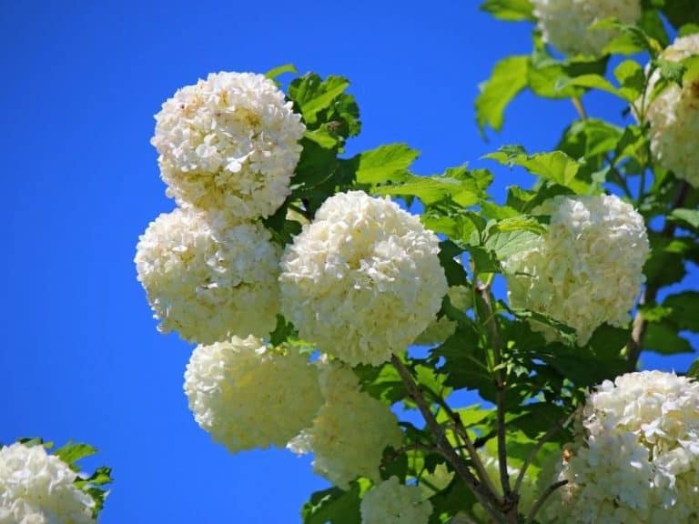 When to Plant Snowball Bush Planting Guide 2024 Northern Nester
