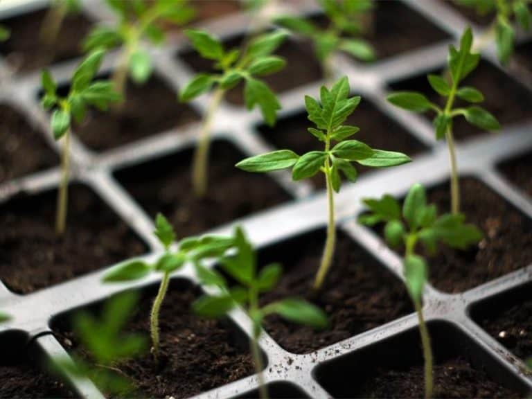 Why Do My Seedlings Get Leggy? Garden Tips 2024 Northern Nester