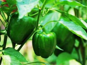 When To Harvest Green Bell Peppers - Garden Tips 2023 - Northern Nester