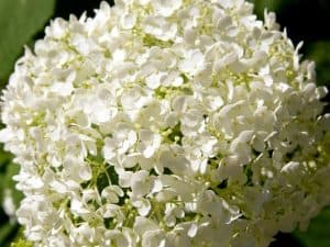 When to Plant Snowball Bush - Planting Guide 2024 - Northern Nester
